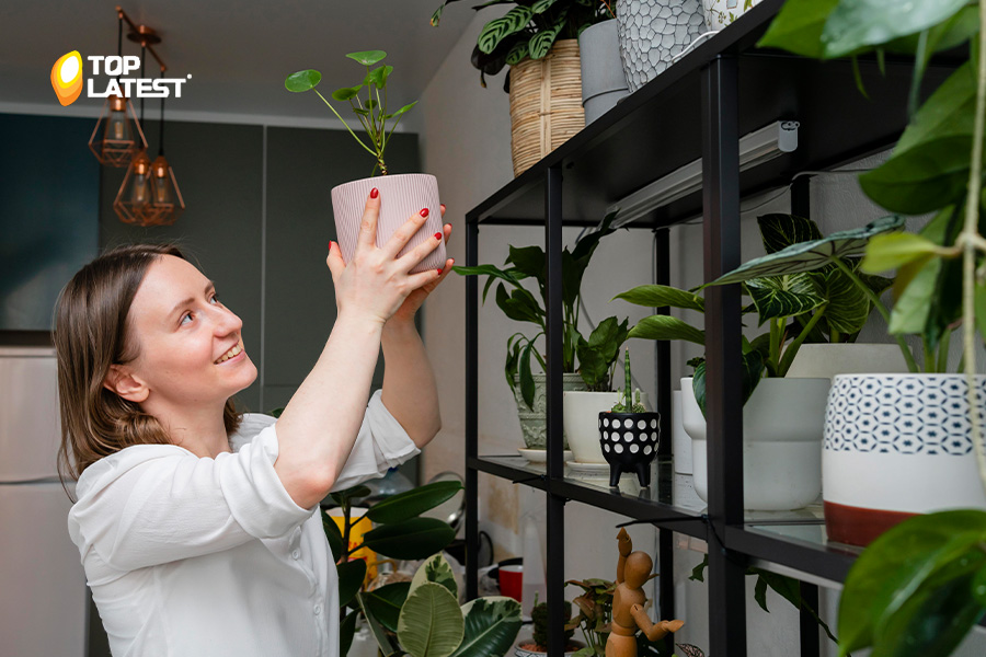 Indoor Plants That Actually Thrive in Air Conditioned UAE Homes